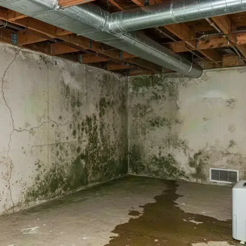 Professional Mold Removal in Eddington, ME